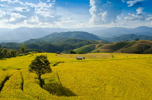 Cтоковое фото Рисовая терраса севере Таиланда
