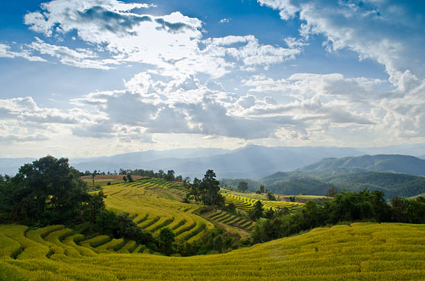 Terraço de Arroz do norte da Tailândia - foto de acervo