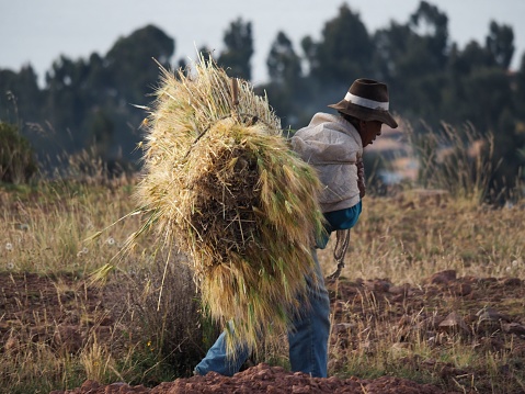 ile Amantani, Peru – May 11, 2023: A hardworking Peruvian man carrying a bundle of hay across an open field on Amantani island.