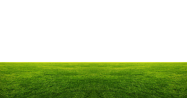 istock Image of green grass field with white copyspace above 157351598