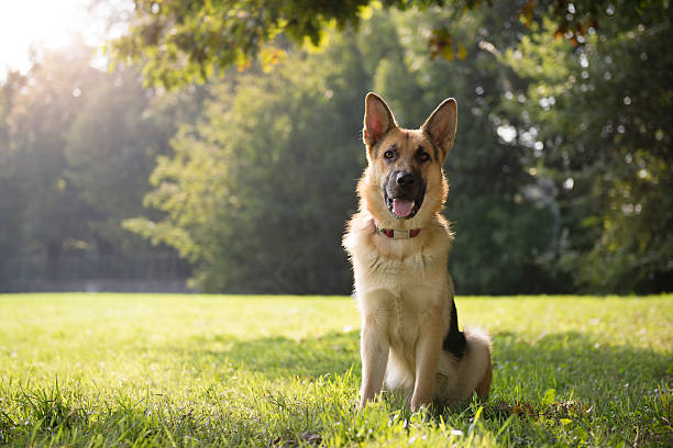 若い purebreed alsatian 犬の公園 - german sheppard ストックフォトと画像