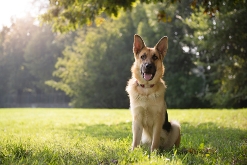 young german shepherd sitting on grass in park and looking with attention at camera