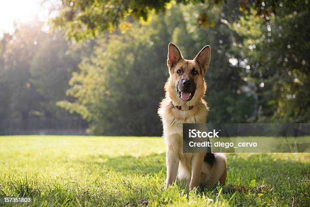 Young Purebreed Alsatian Dog In Park Stock Photo - Download Image Now - German Shepherd, Dog, Sitting