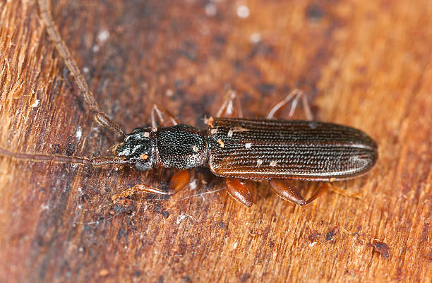 istock False skin beetle, Cendrophagus crenatus 157351879