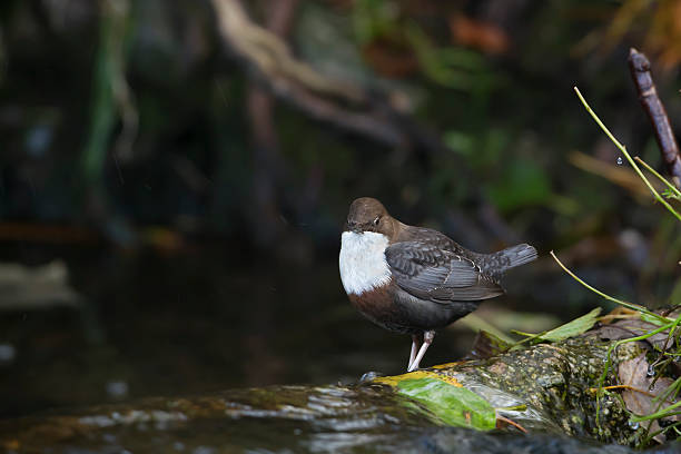 istock Bird common dipper at the water's edge 157352273
