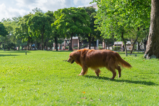 Golden Retriever walks on grass in park