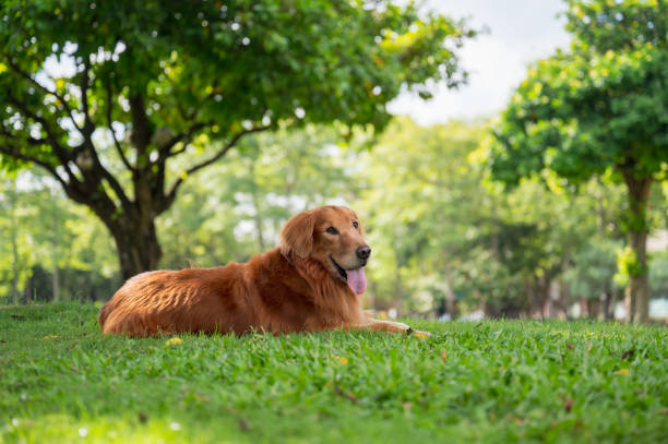 istock Golden Retriever lying on grass in park 1573531480