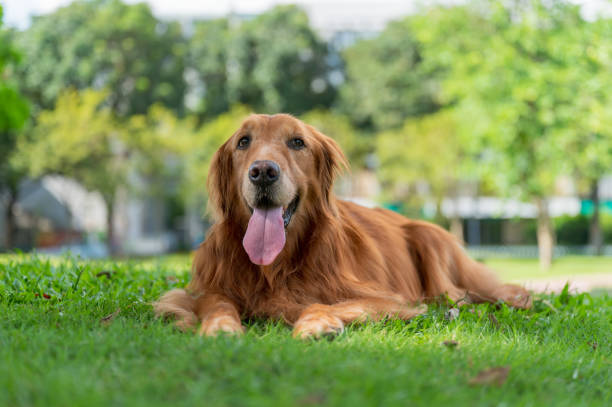 istock Golden Retriever lying on grass in park 1573531484