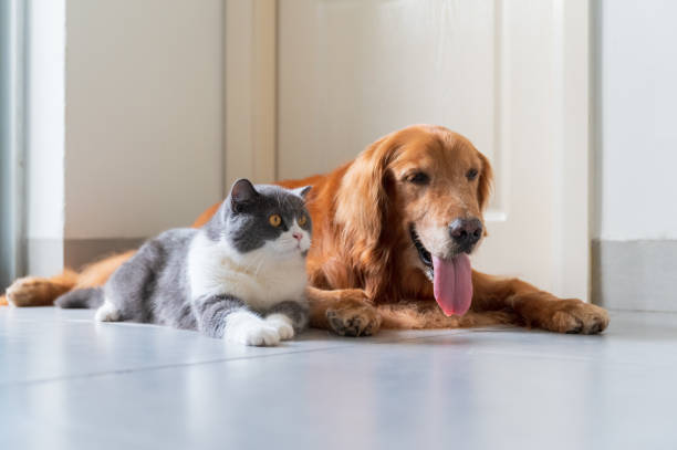 istock British Shorthair and Golden Retriever 1573531508