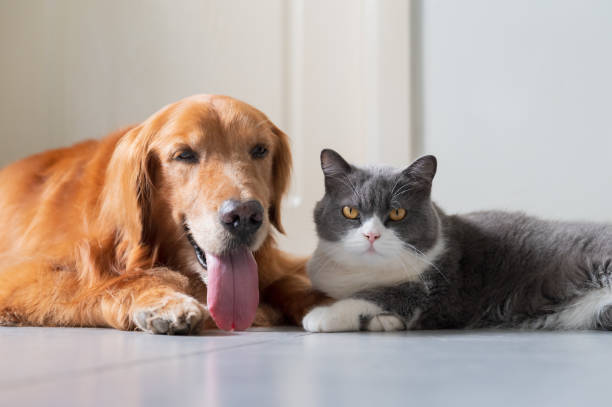 istock British Shorthair and Golden Retriever 1573531510