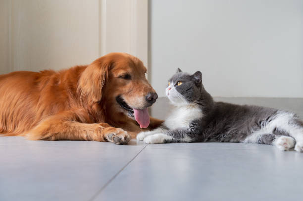 istock British Shorthair and Golden Retriever 1573531511