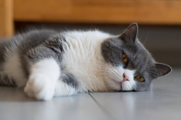 istock British shorthair cat lying on the floor 1573532057