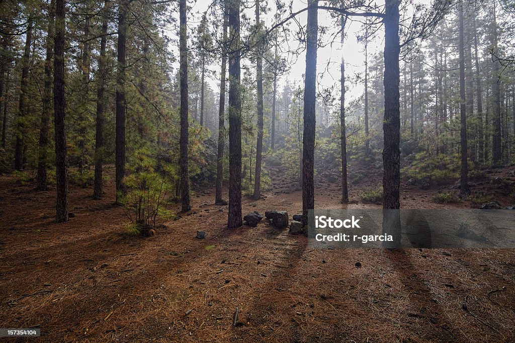 Forest - Lizenzfrei Abenddämmerung Stock-Foto