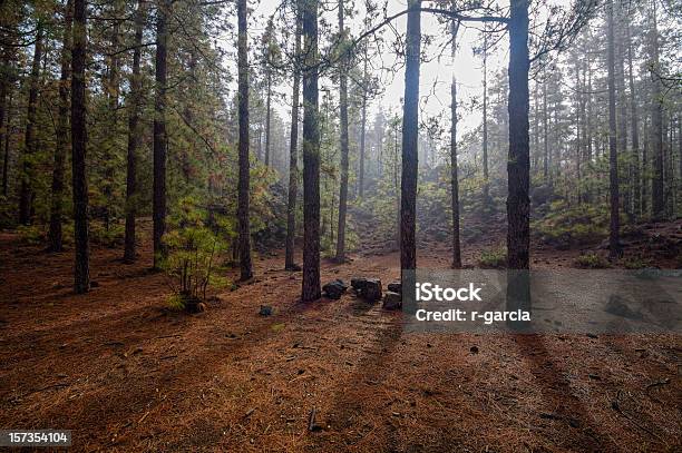 Forest Stockfoto und mehr Bilder von Abenddämmerung - Abenddämmerung, Ast - Pflanzenbestandteil, Baum