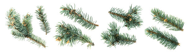 ramitas de abeto azul aisladas, ramita natural de colorado sobre fondo blanco - spruce tree colorado blue blue spruce fotografías e imágenes de stock