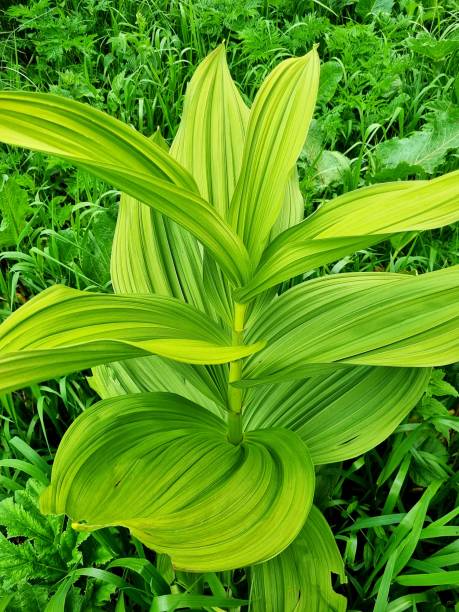 istock Veratrum album 1573546487