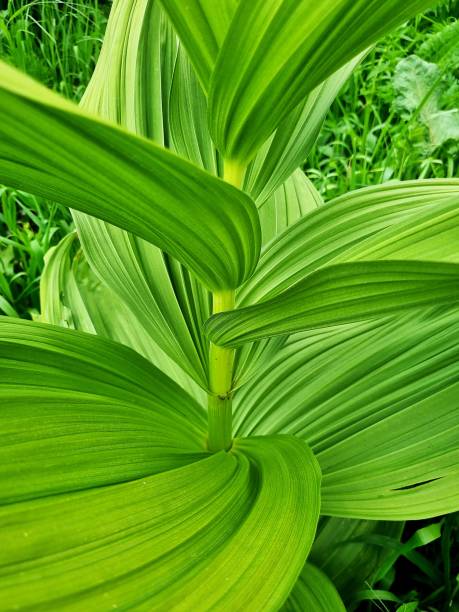 istock Veratrum album 1573546488