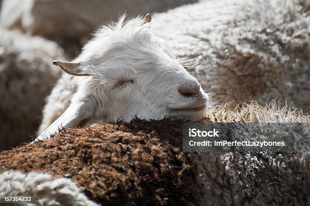 White Kashmir Goat From Indian Highland Farm Stock Photo - Download Image Now - Cashmere, Goat, Jammu and Kashmir