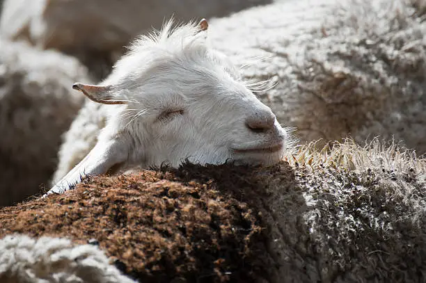 White kashmir (pashmina) goat from Indian highland farm in Ladakh