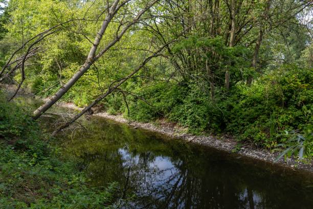 istock Recreation in a healthy natural forest area 1573548570