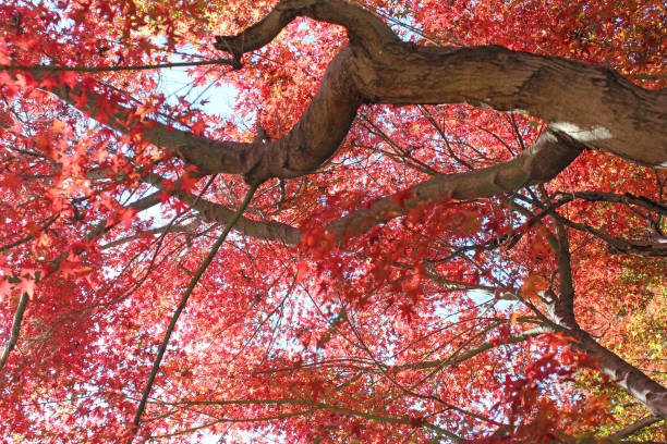istock Japanese maple dyes colorfully in autumn 1573557166