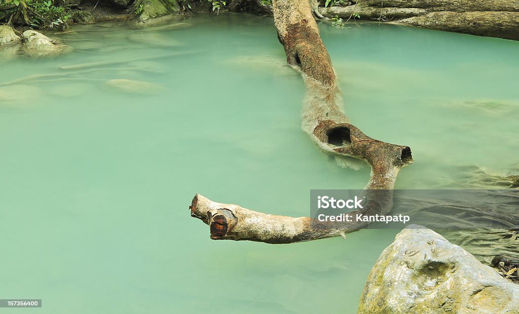 Niederlassung in Wasser - Lizenzfrei Baum Stock-Foto