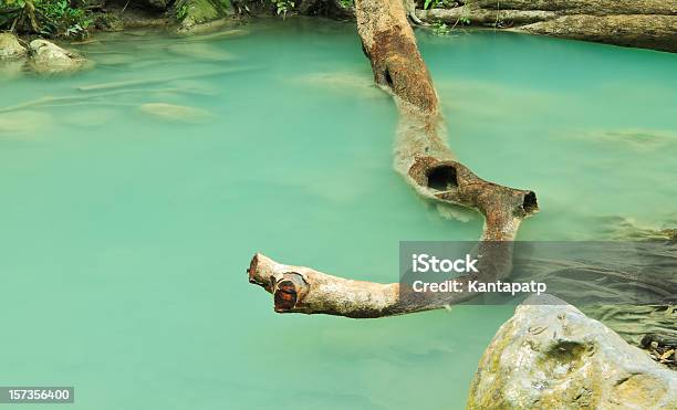 Niederlassung In Wasser Stockfoto und mehr Bilder von Baum - Baum, Bildhintergrund, Cool und Lässig