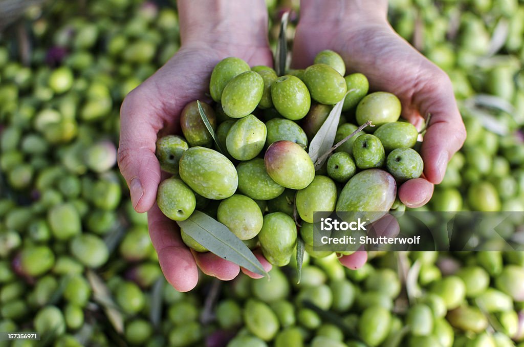 Hands Holding Olives Hands holding green olives in the harvest day Agriculture Stock Photo