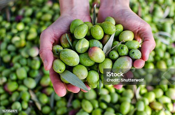 Hands Holding Olives Stock Photo - Download Image Now - Agriculture, Crop - Plant, Food