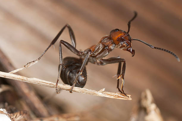 istock Wood ant (Formica rufa) extreme close up 157357008