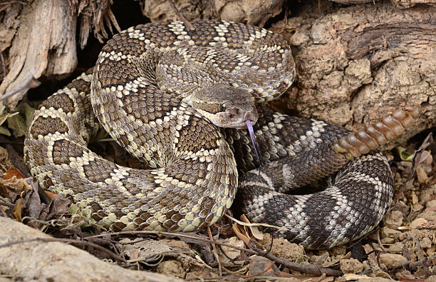 istock Southern Pacific Rattlesnake. 157357179