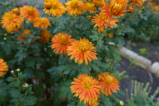 Saturated orange flowers of Chrysanthemums in October