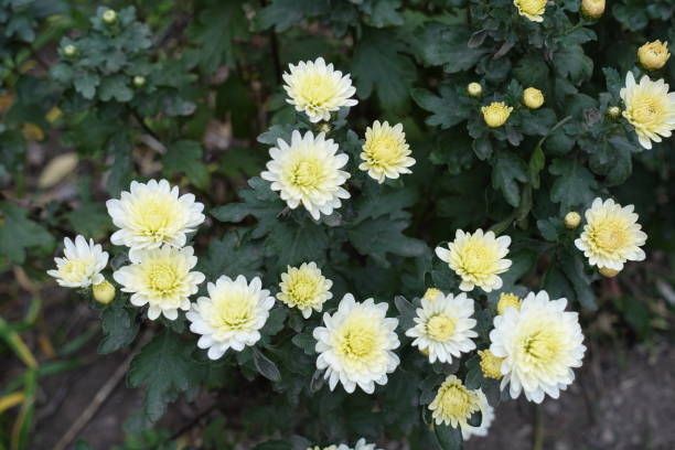 istock Cream white flowers of Chrysanthemums in October 1573576301