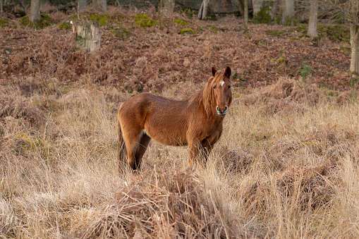 A single New Forest pony in autumnal grassland with brown ferns behind