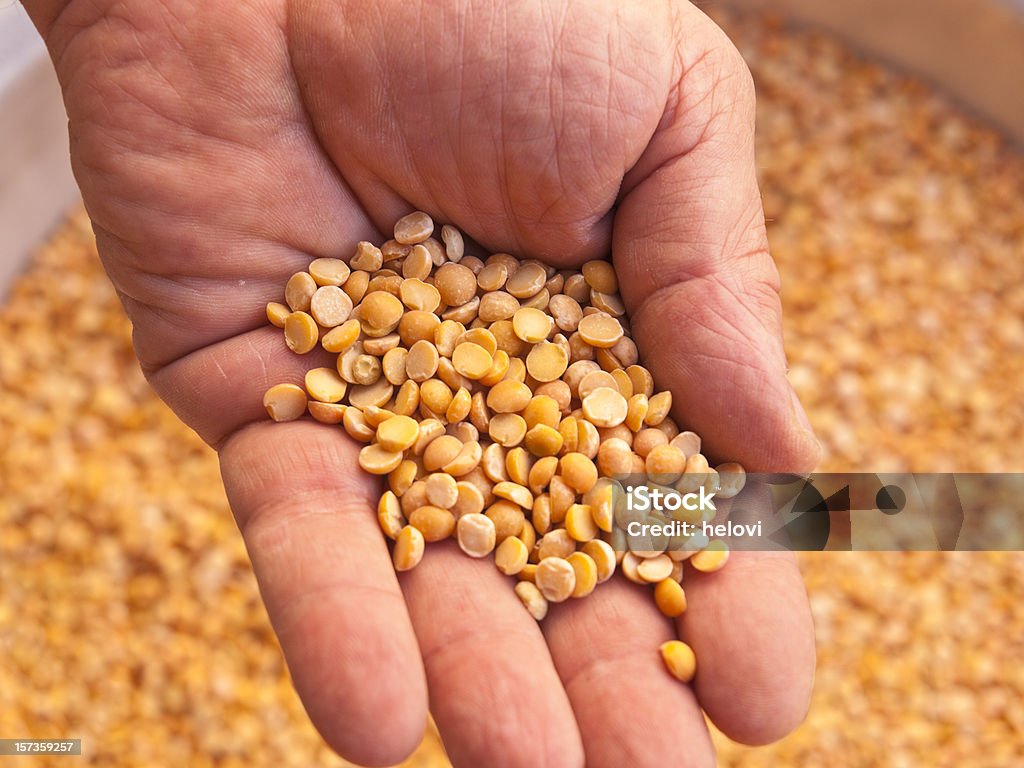 Puñado de lentejas - Foto de stock de Agricultura libre de derechos