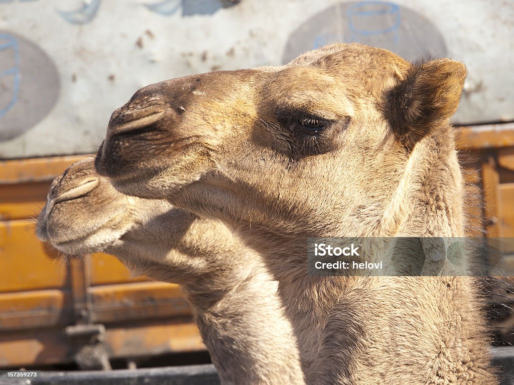 Camelo em caminhão - Foto de stock de Cabeça de animal royalty-free