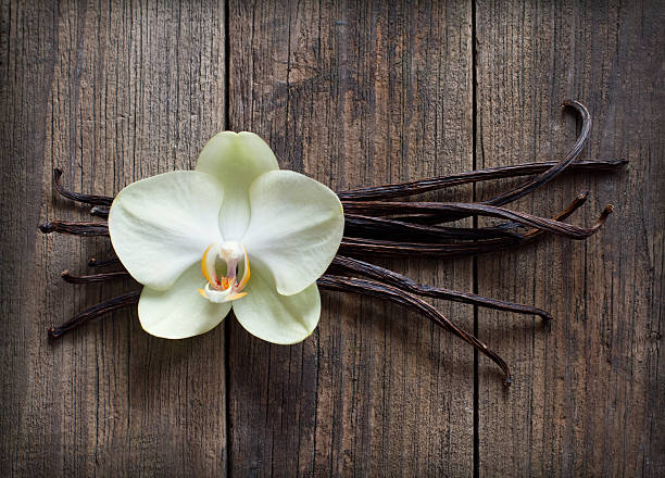 Vanilla sticks and flower on the wood background stock photo