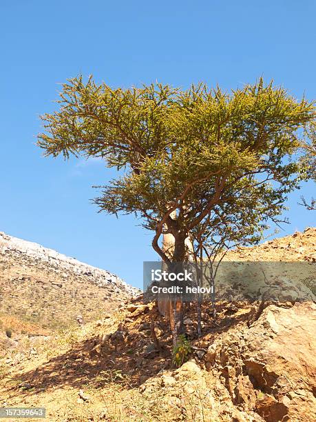 Myrrh Árvore - Fotografias de stock e mais imagens de Ao Ar Livre - Ao Ar Livre, Aromaterapia, Azul