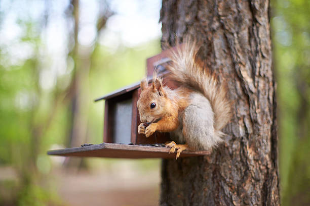 istock Squirrel on the feeder eating sunflower seeds 157359904