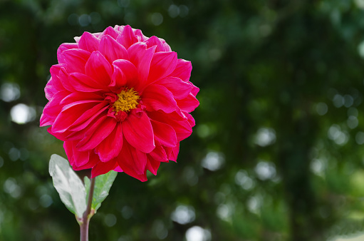 pink dahlia flower,closeup in the garden.natural background with space to insert