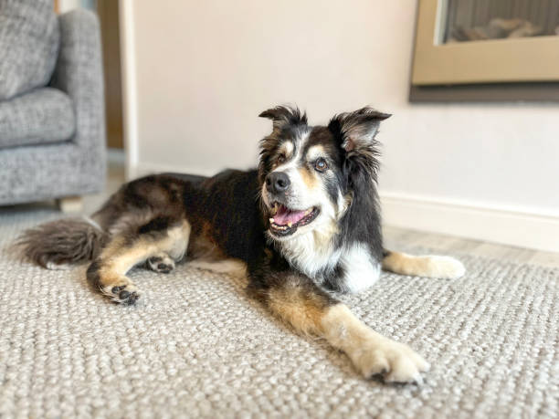 istock Border Collie on rug portrait 1573623564