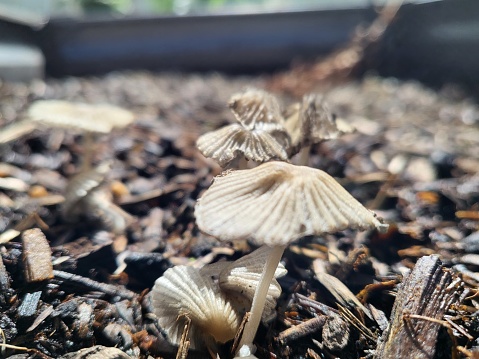 Parasola plicatilis is a small saprotrophic mushroom with a plicate cap. It is a widely distributed species in Europe and North America. This ink cap species is a decomposer which can be found in grassy areas, alone, scattered or in small groups. Photographed in Hawaii