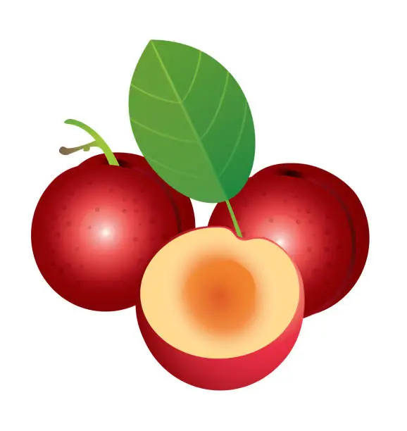 Vector illustration of Vinuela Plum