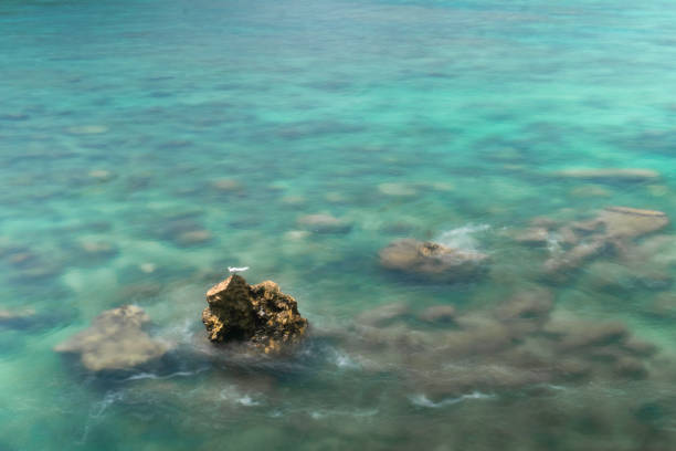 beach atmosphere bird on coral rock