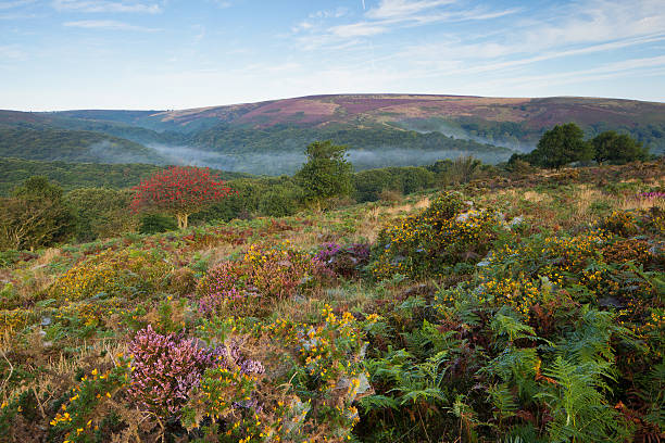 Quantocks Valley 260+ Quantock Hills Stock Photos, Pictures & Royalty-Free Images - iStock