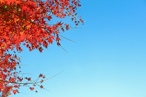 The autumn leaves of the japanese maple tree stand out against the blue sky.