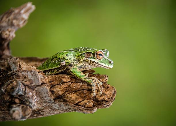 istock Amphibious green frog perched on a branch in a lush rainforest environment. 1573652952
