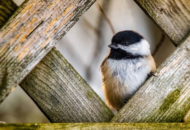 black-capped chickadee perched on a wooden fence in a grassy meadow near a wooded area. - bird chickadee animal fence imagens e fotografias de stock