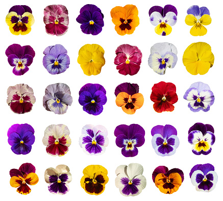 Pansy flower isolated on white background clipping path included. Spring garden viola tricolor. Top view, flat lay