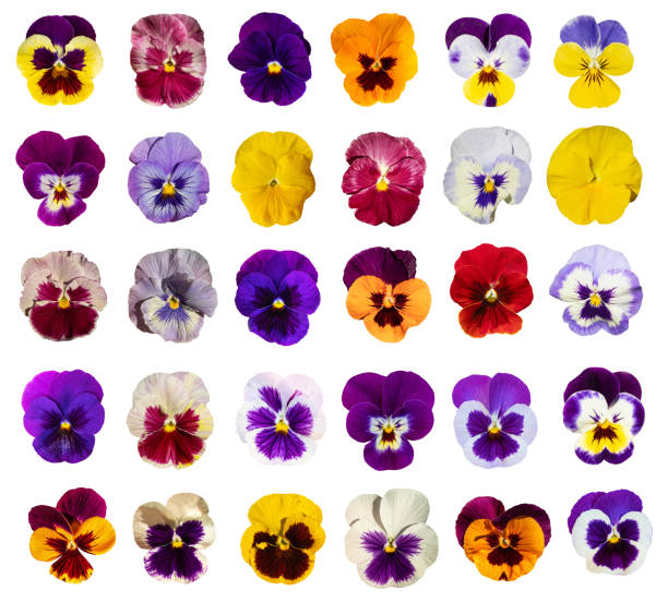 Purple Violet Pansies, Tricolor Viola Close up, Flowerbed with Viola Flowers, Heartsease, Johnny Jump Purple Violet Pansies Isolated, Tricolor Viola Close up, Viola Flowers Set, Heartsease Collection, Johnny Jump up or Three Faces in a Hood Flower on White Background viola tricolor stock pictures, royalty-free photos & images
